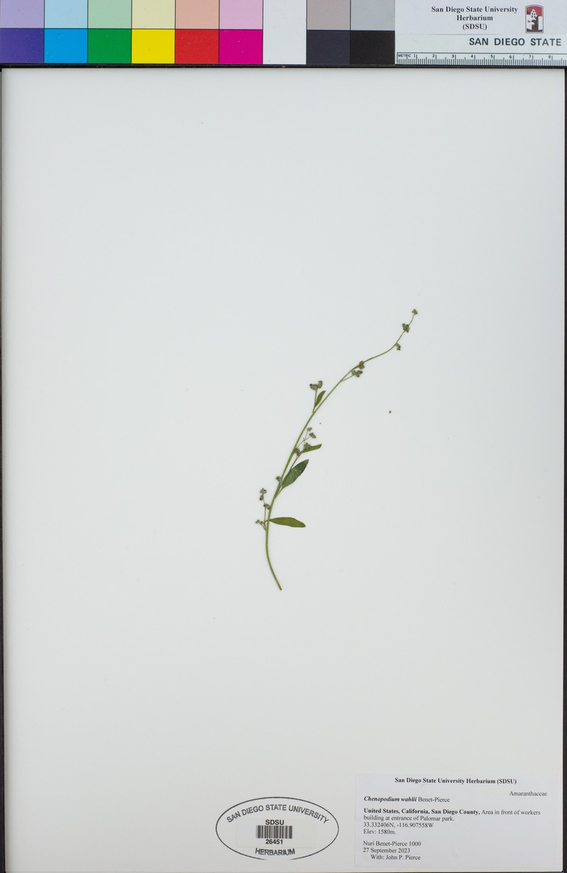 Chenopodium wahlii photo 5
