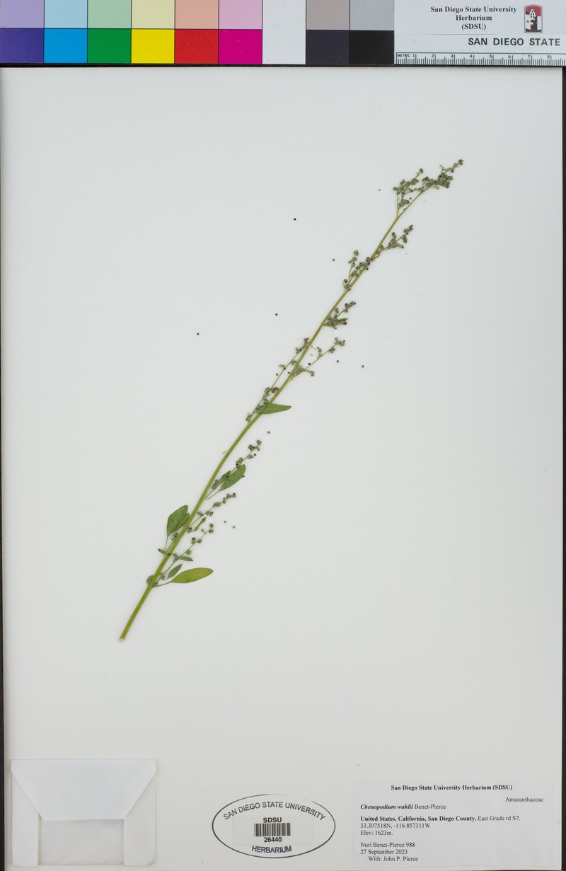 Chenopodium wahlii photo 6