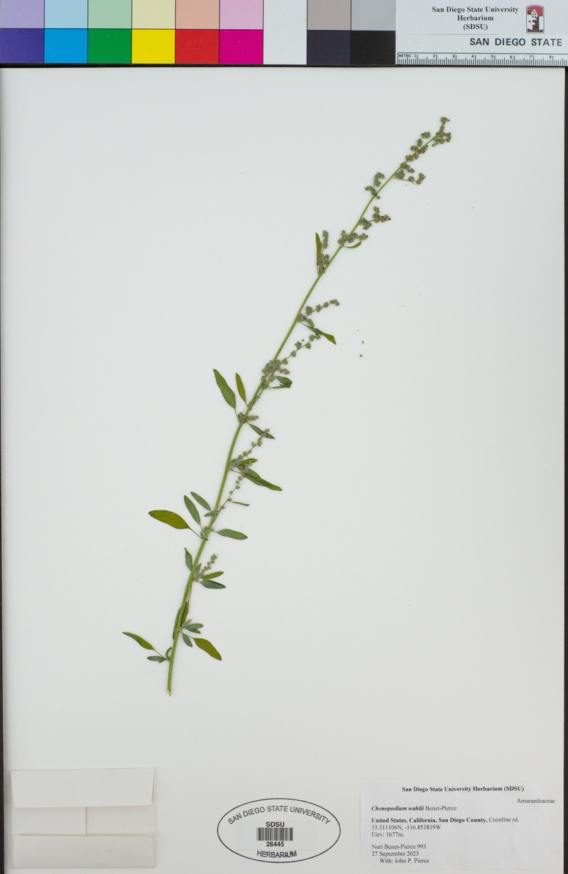 Chenopodium wahlii photo 7