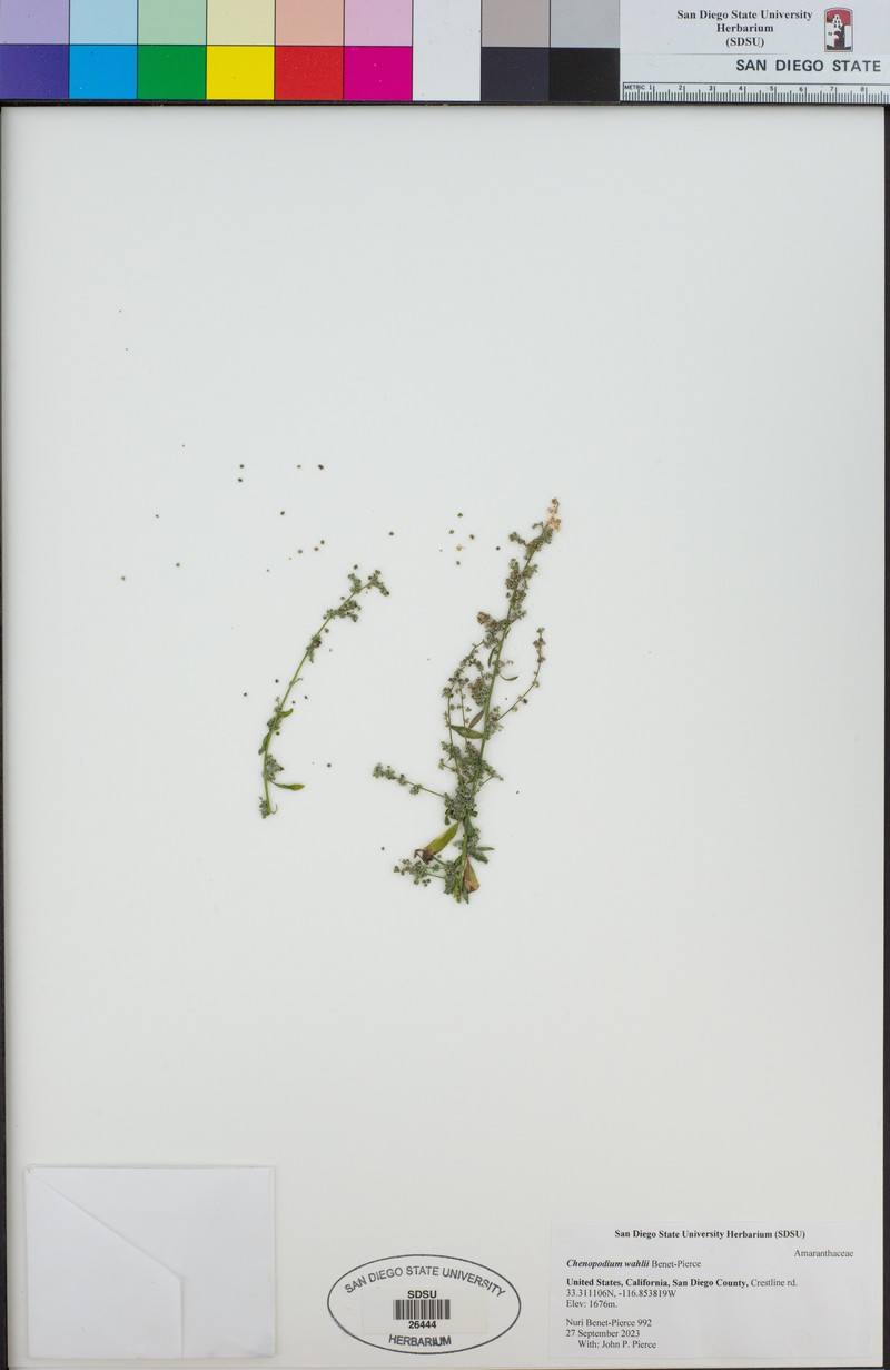 Chenopodium wahlii photo 8