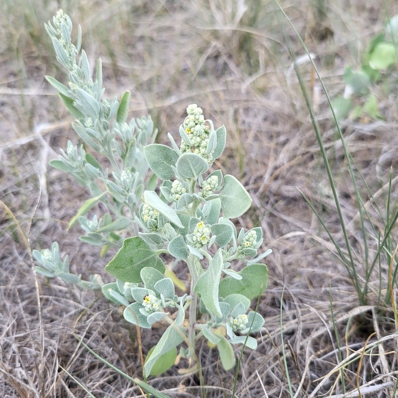 Watson's Goosefoot
