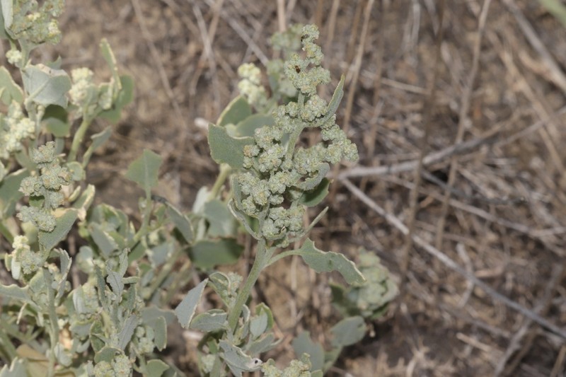 Watson's Goosefoot photo 2