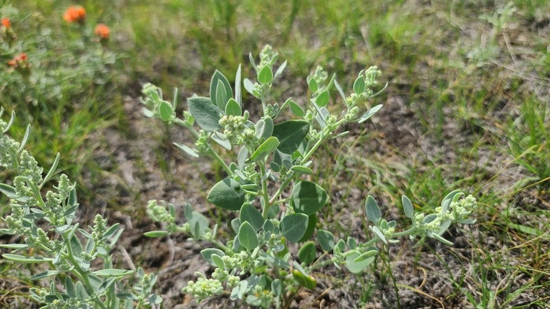Watson's Goosefoot photo 3