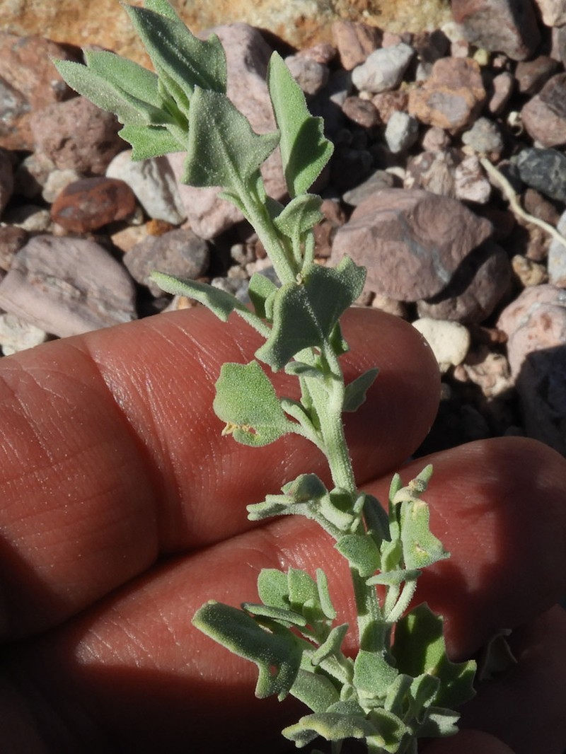 Watson's Goosefoot photo 4