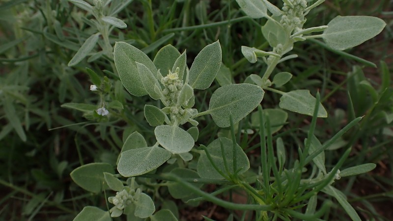 Watson's Goosefoot photo 5