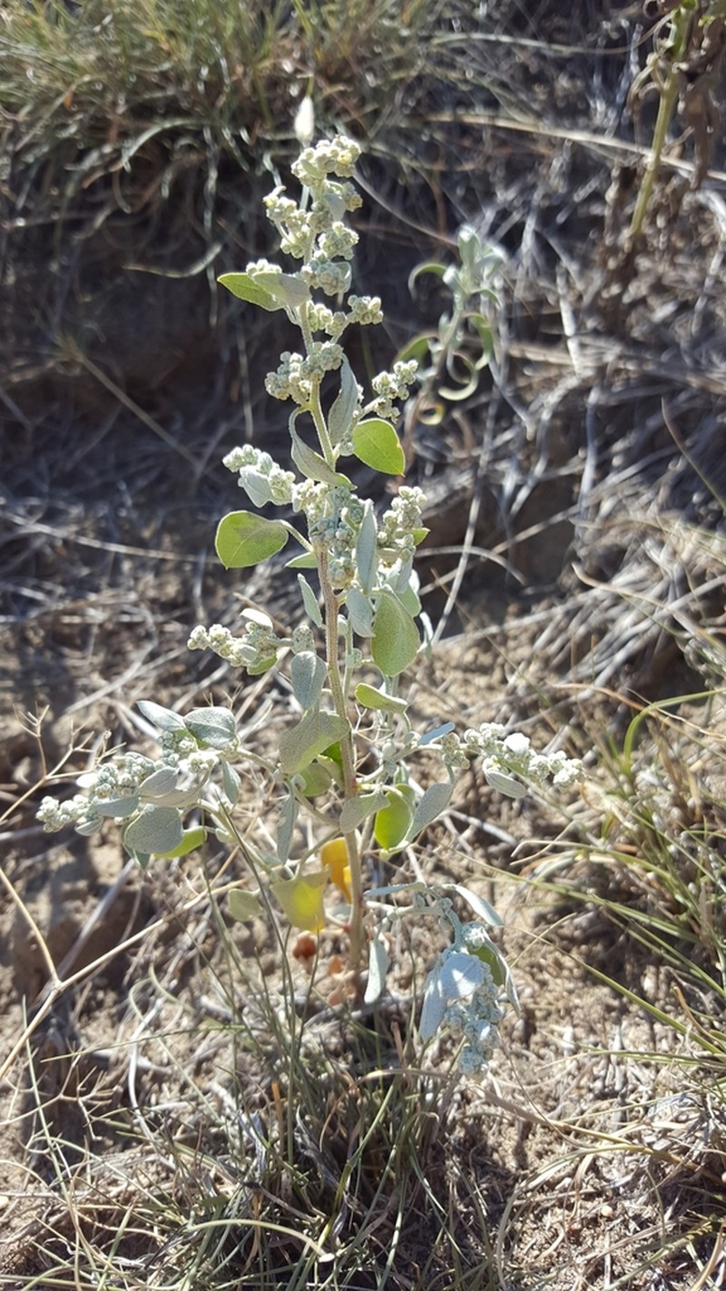 Watson's Goosefoot photo 6