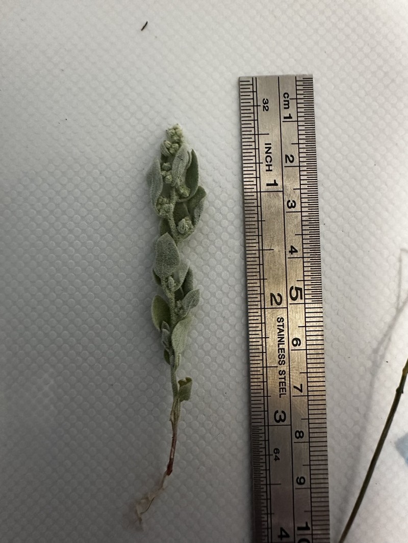 Watson's Goosefoot photo 7
