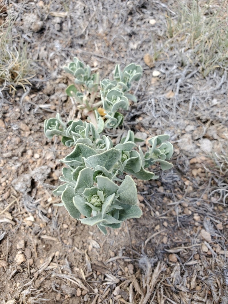 Watson's Goosefoot photo 8