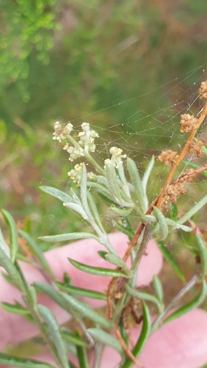 Chenopodium wilsonii