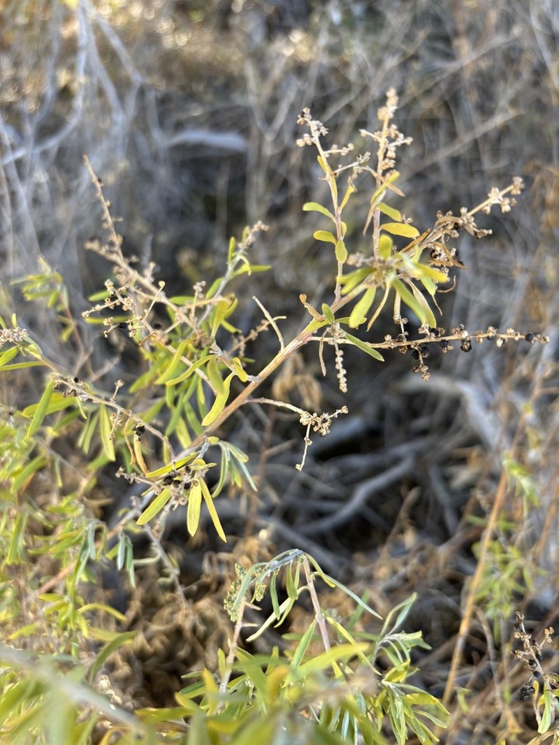 Chenopodium wilsonii photo 2