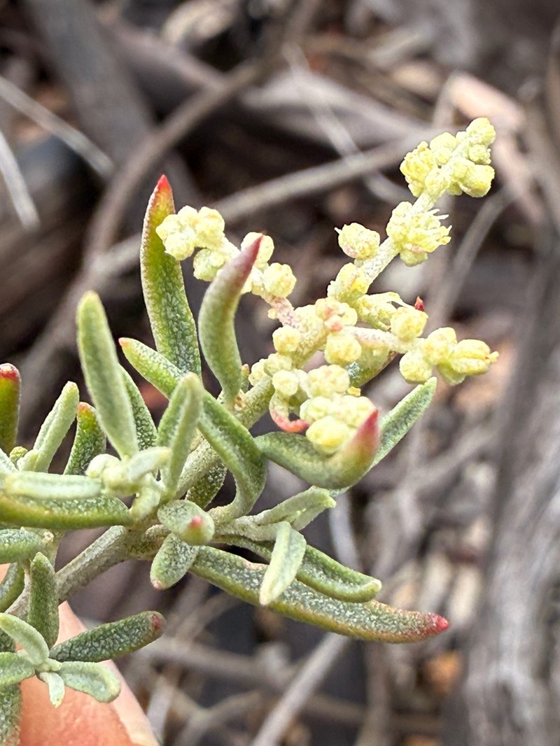 Chenopodium wilsonii photo 3