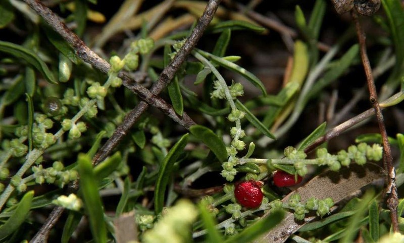Chenopodium wilsonii photo 4