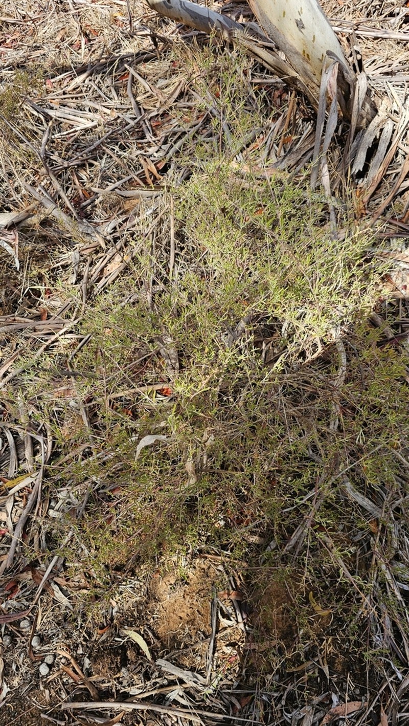 Chenopodium wilsonii photo 5