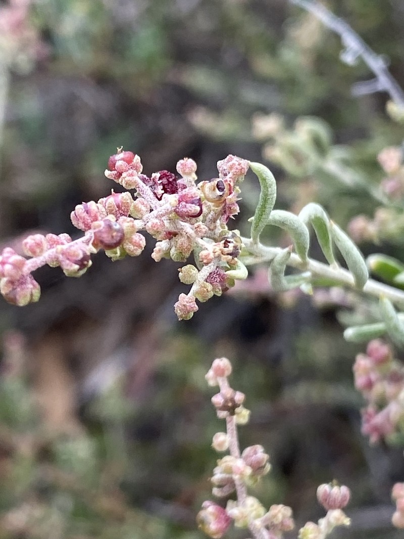 Chenopodium wilsonii photo 6