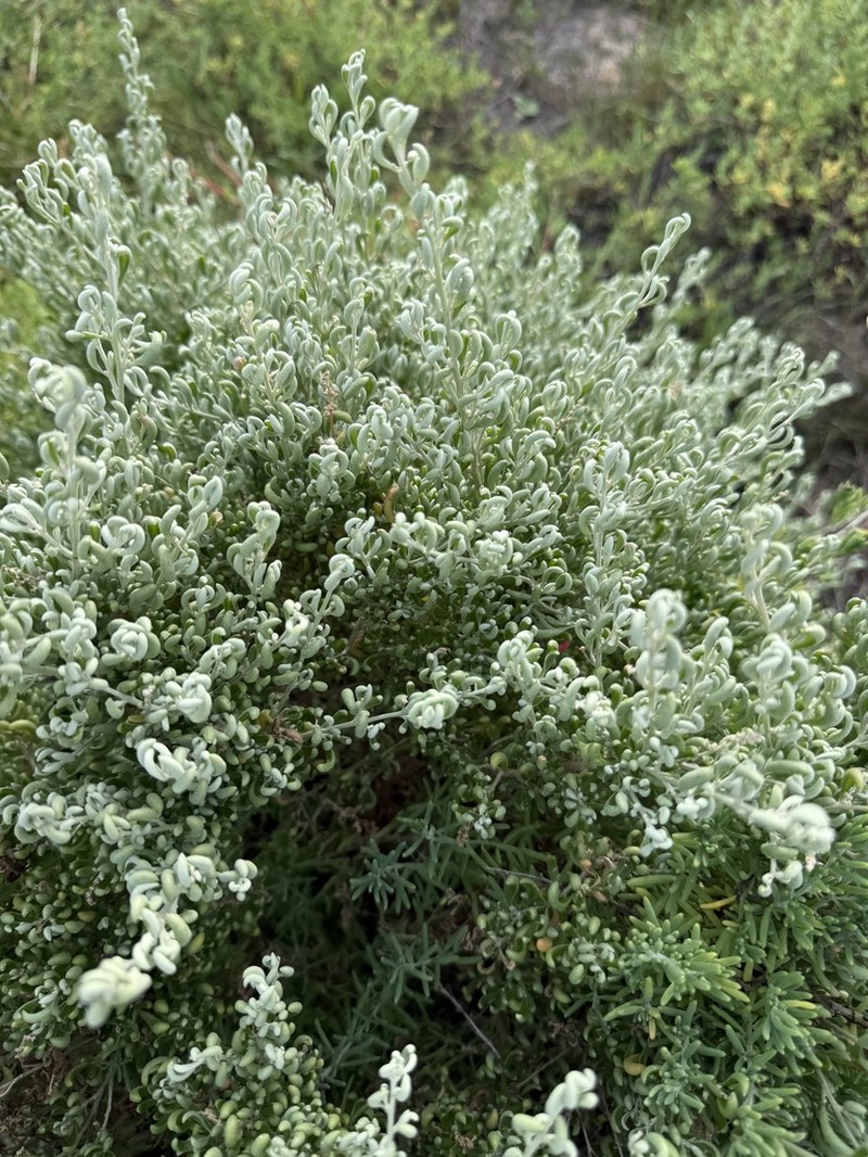 Chenopodium wilsonii photo 8