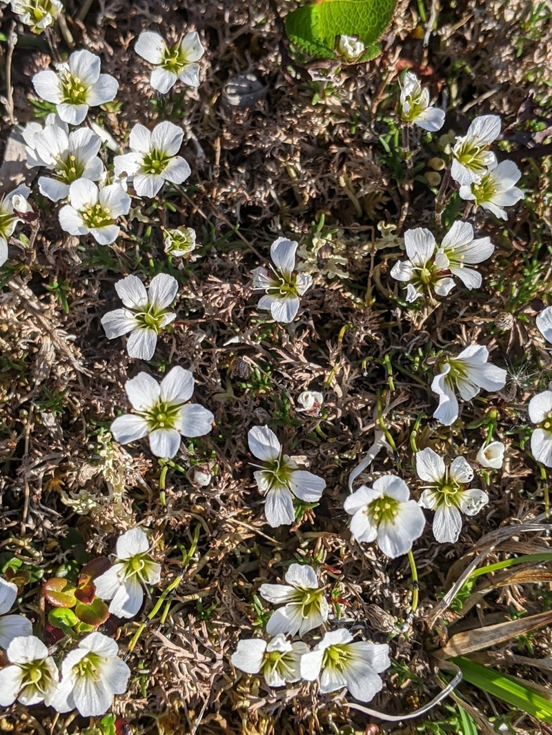 Arctic Stitchwort