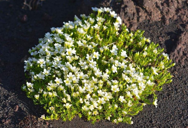 Arctic Stitchwort photo 2