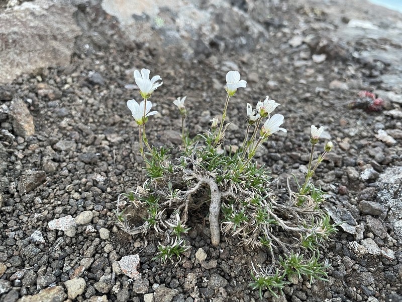 Arctic Stitchwort photo 3