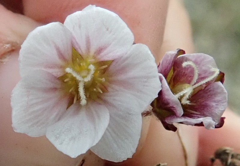Arctic Stitchwort photo 4