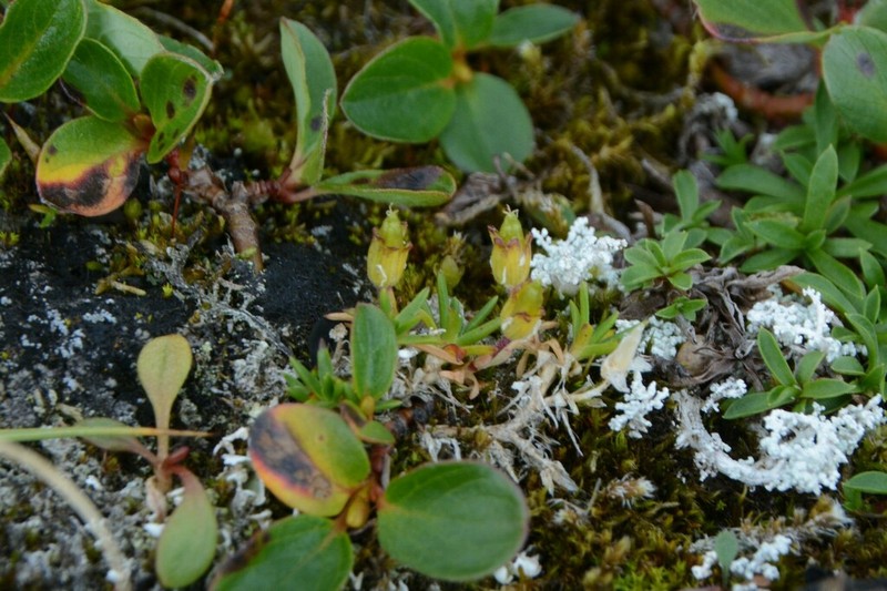 Arctic Stitchwort photo 5