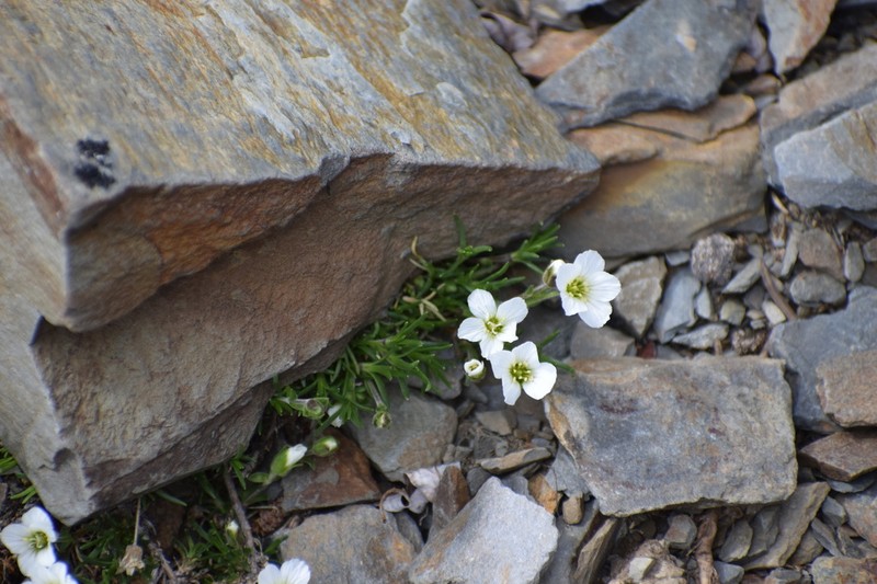 Arctic Stitchwort photo 6