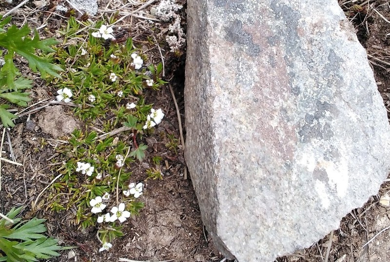 Arctic Stitchwort photo 7