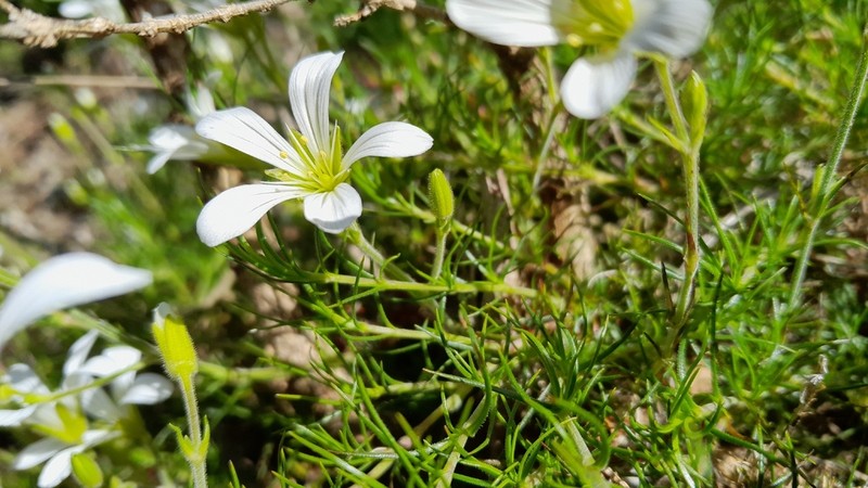 Cherleria baldaccii