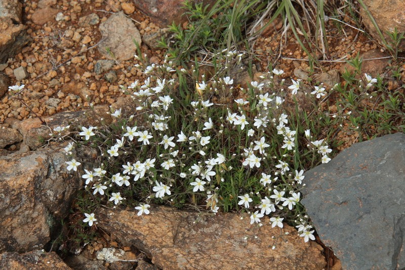 Cherleria baldaccii photo 2