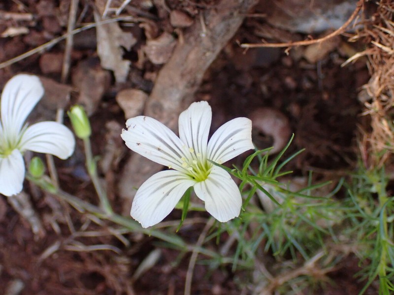 Cherleria baldaccii photo 3