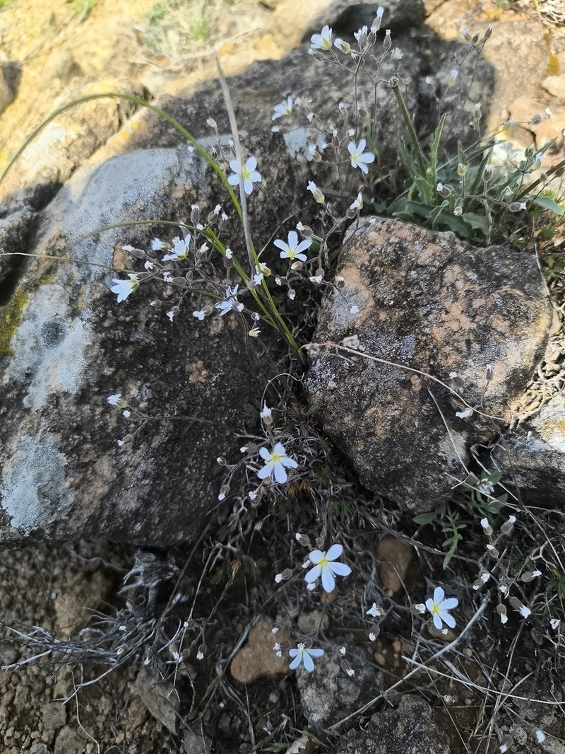 Cherleria baldaccii photo 4