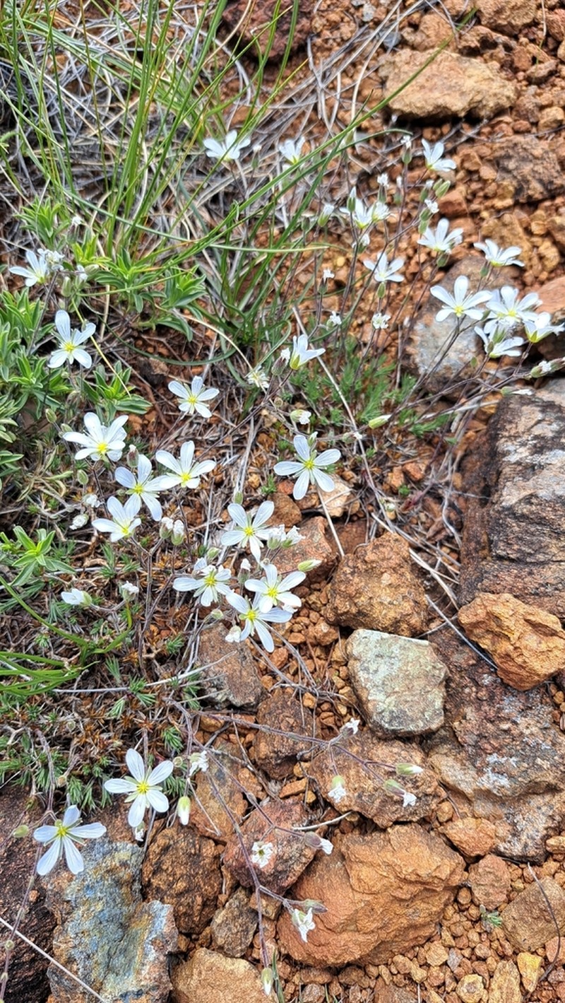 Cherleria baldaccii photo 5