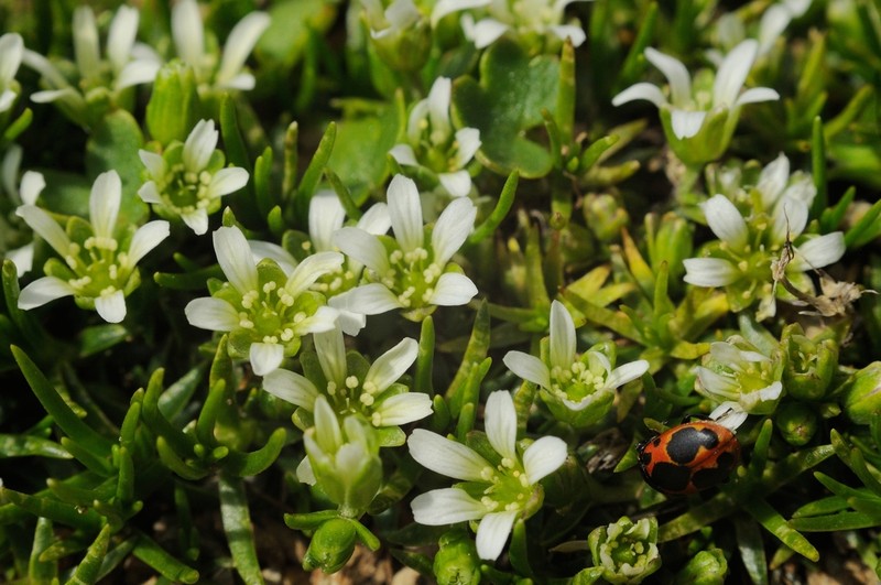 Mountain Stitchwort photo 2