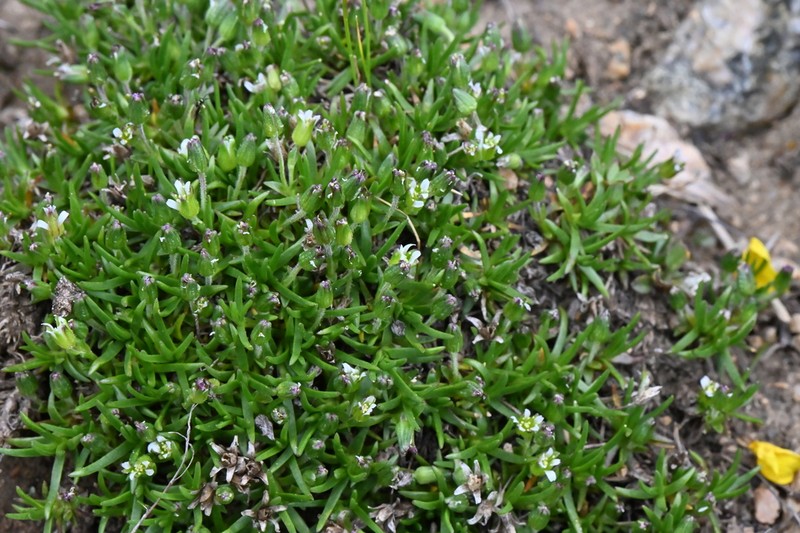 Mountain Stitchwort photo 3