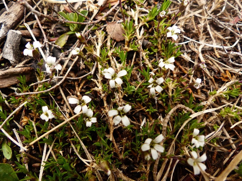 Mountain Stitchwort photo 4