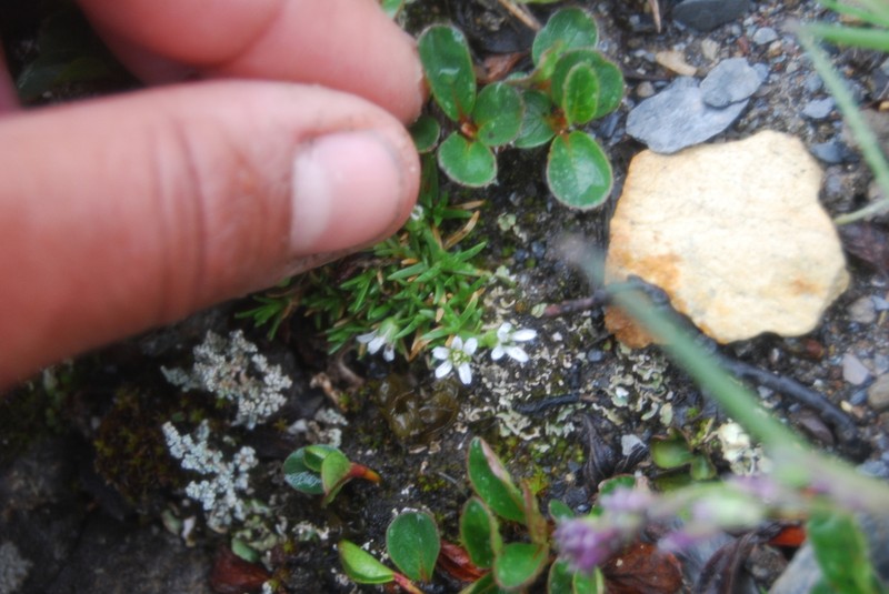Mountain Stitchwort photo 5