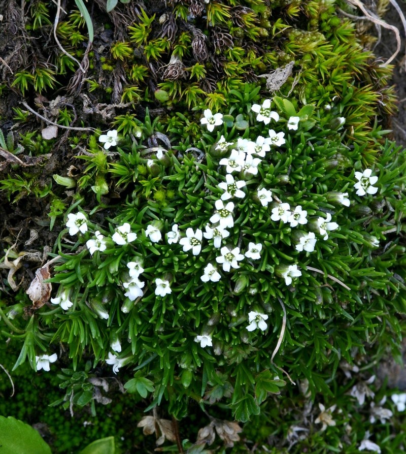 Mountain Stitchwort photo 6