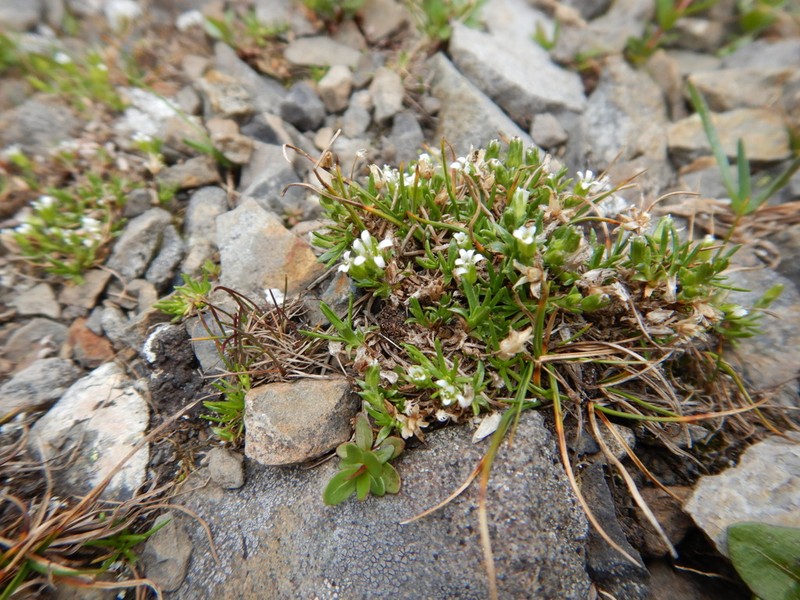 Mountain Stitchwort photo 7