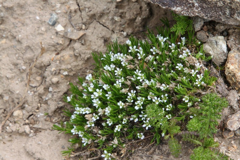 Mountain Stitchwort photo 8