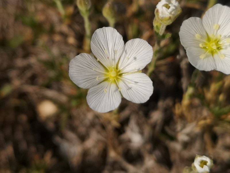 Cherleria capillacea