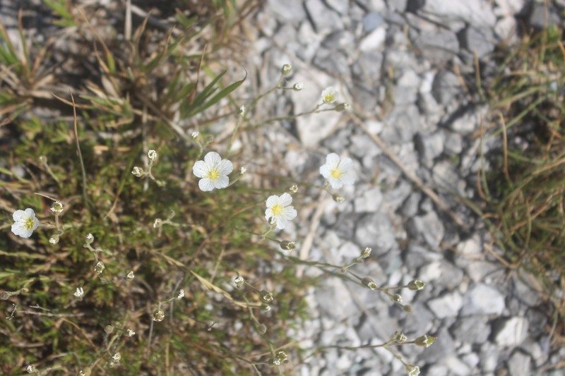 Cherleria capillacea photo 5