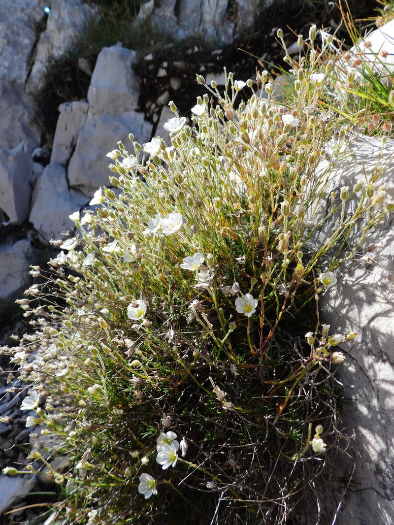 Cherleria capillacea photo 7
