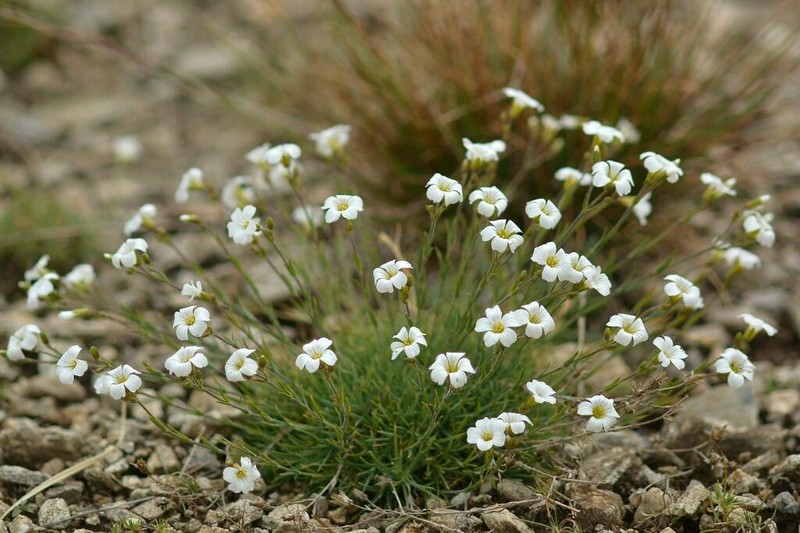 Cherleria circassica