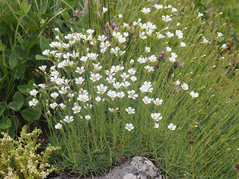 Cherleria circassica photo 2