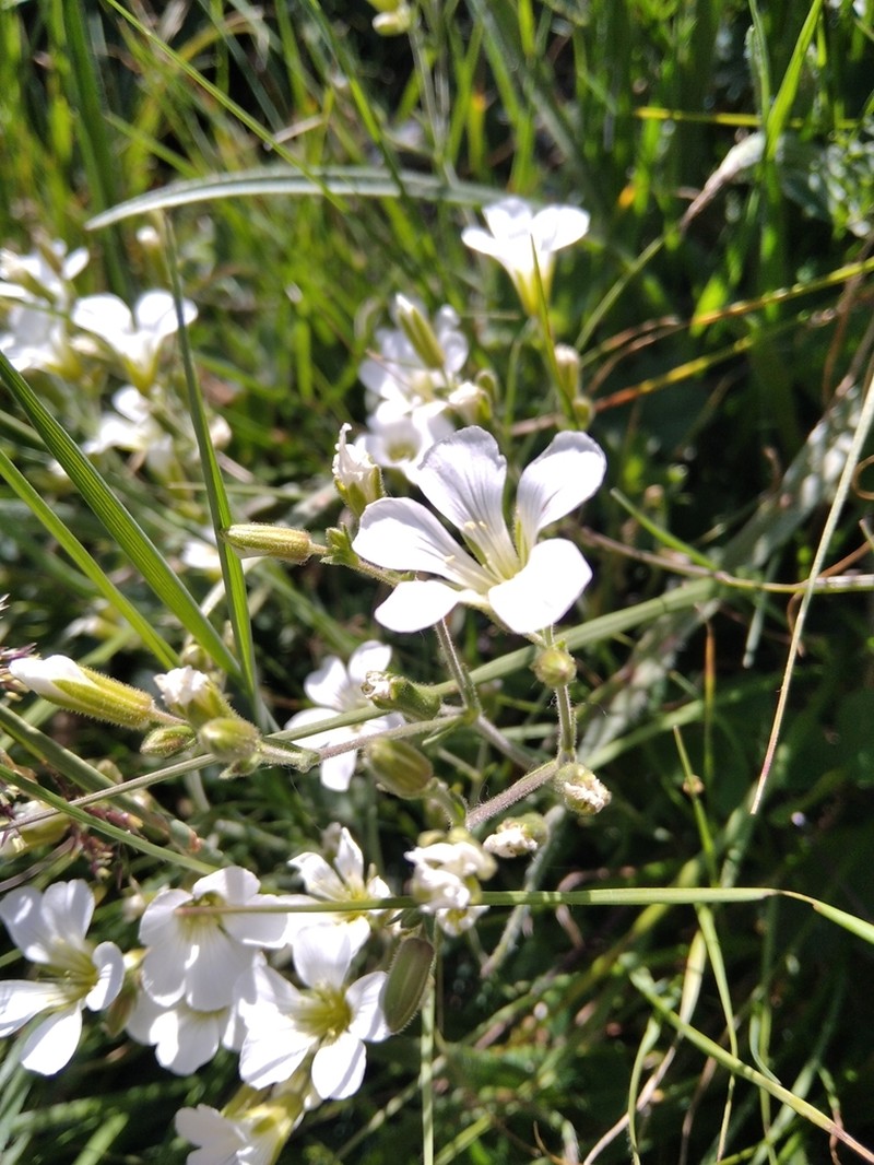 Cherleria circassica photo 3