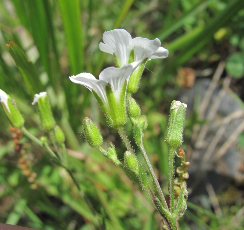 Cherleria circassica photo 5