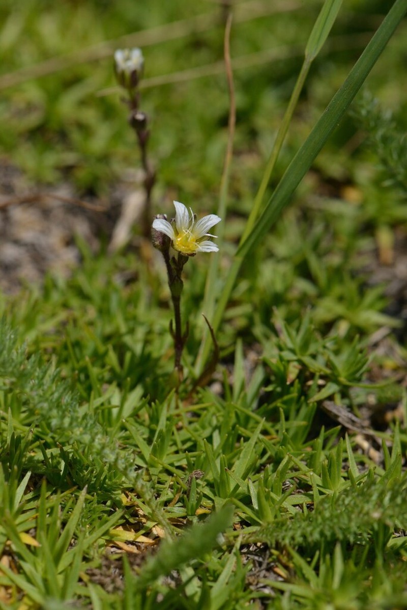 Cherleria circassica photo 6