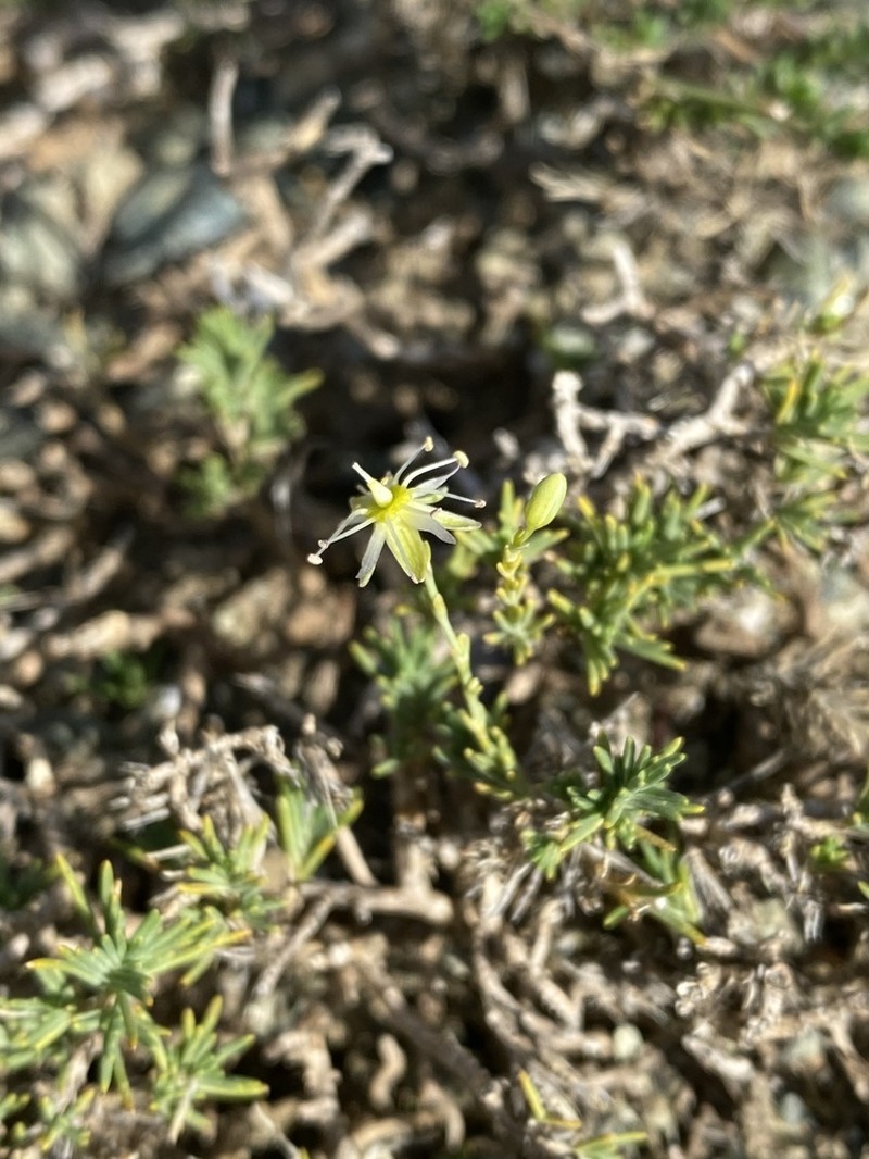 Cherleria dirphya