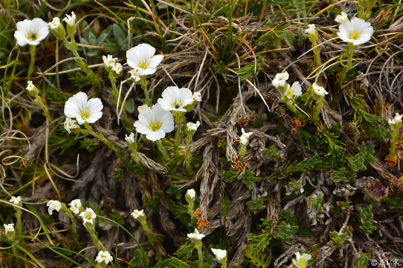 Cherleria doerfleri