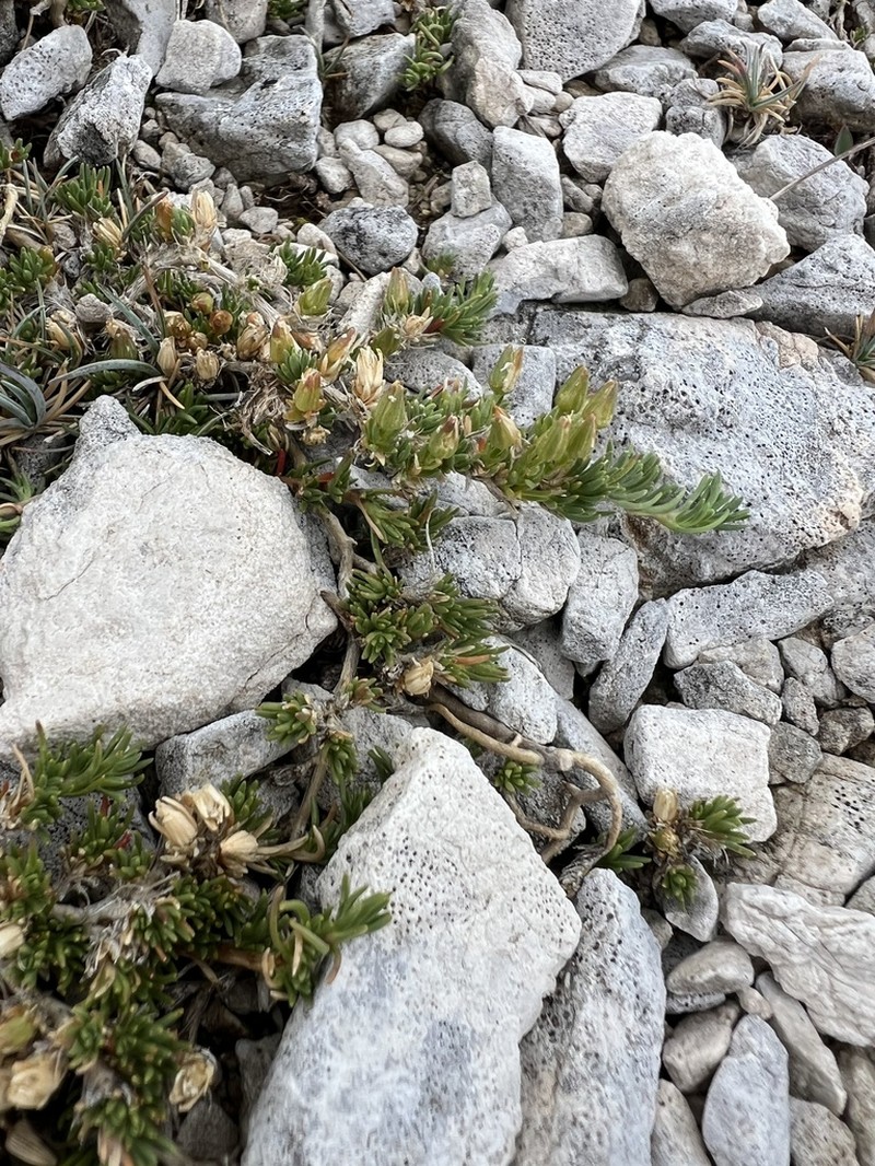 Cherleria handelii