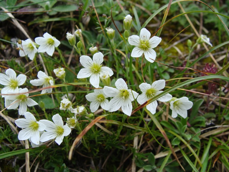 Cherleria langii